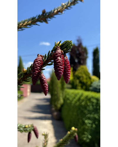 Ялина східна Ауреоспіката / Ауреа | Picea orientalis Aureospicata / Aurea| Ель восточная Ауреоспиката / Ауреа