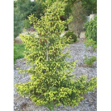 Ялина східна Ауреоспіката / Ауреа | Picea orientalis Aureospicata / Aurea| Ель восточная Ауреоспиката / Ауреа