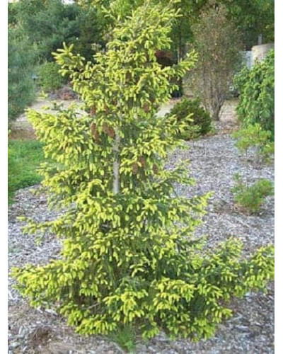 Ялина східна Ауреоспіката / Ауреа | Picea orientalis Aureospicata / Aurea| Ель восточная Ауреоспиката / Ауреа