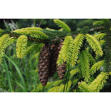 Ялина східна Ауреоспіката / Ауреа | Picea orientalis Aureospicata / Aurea| Ель восточная Ауреоспиката / Ауреа