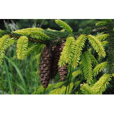 Ялина східна Ауреоспіката / Ауреа | Picea orientalis Aureospicata / Aurea| Ель восточная Ауреоспиката / Ауреа