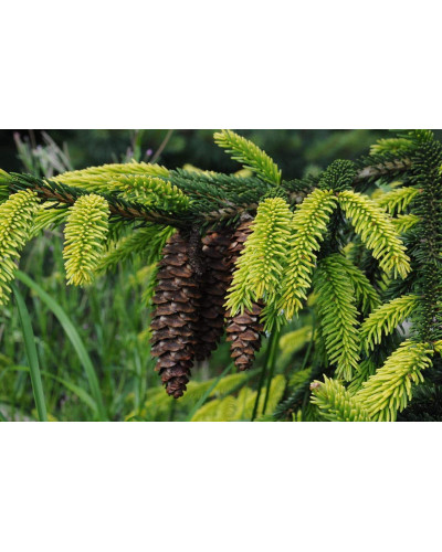 Ялина східна Ауреоспіката / Ауреа | Picea orientalis Aureospicata / Aurea| Ель восточная Ауреоспиката / Ауреа