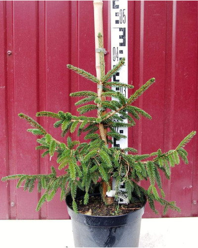 Ялина східна Ауреоспіката / Ауреа | Picea orientalis Aureospicata / Aurea| Ель восточная Ауреоспиката / Ауреа