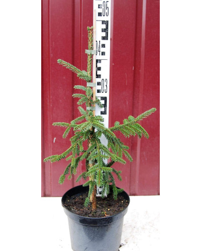 Ялина східна Ауреоспіката / Ауреа | Picea orientalis Aureospicata / Aurea| Ель восточная Ауреоспиката / Ауреа