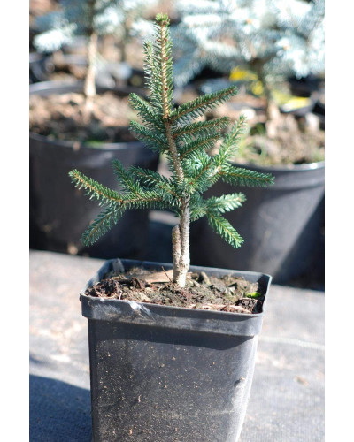 Ялина східна Ауреоспіката / Ауреа | Picea orientalis Aureospicata / Aurea| Ель восточная Ауреоспиката / Ауреа