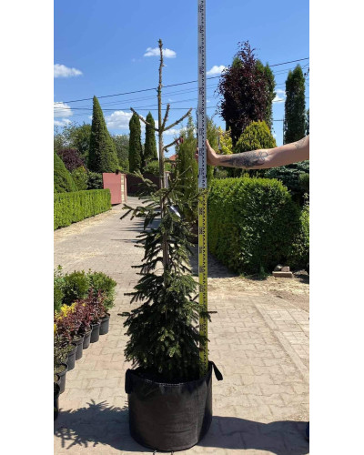 Ялина східна Ауреоспіката / Ауреа | Picea orientalis Aureospicata / Aurea| Ель восточная Ауреоспиката / Ауреа
