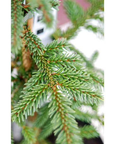 Ялина східна Ауреоспіката / Ауреа | Picea orientalis Aureospicata / Aurea| Ель восточная Ауреоспиката / Ауреа