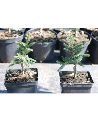 Ялина східна Ауреоспіката / Ауреа | Picea orientalis Aureospicata / Aurea| Ель восточная Ауреоспиката / Ауреа