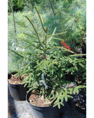 Ялина східна Ауреоспіката / Ауреа | Picea orientalis Aureospicata / Aurea| Ель восточная Ауреоспиката / Ауреа