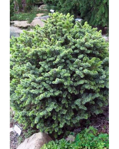 Ялина ситхінська Нана | Ель ситхинская Нана | Picea sitchensis Nana