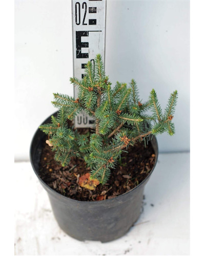 Ялина ситхінська Нана | Ель ситхинская Нана | Picea sitchensis Nana