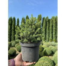 Ялина ситхінська Нана | Ель ситхинская Нана | Picea sitchensis Nana