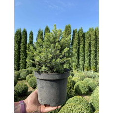 Ялина ситхінська Нана | Ель ситхинская Нана | Picea sitchensis Nana