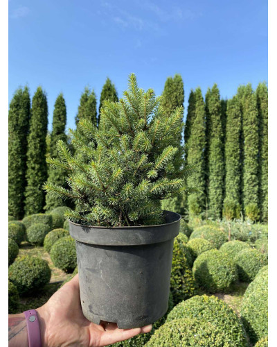 Ялина ситхінська Нана | Ель ситхинская Нана | Picea sitchensis Nana