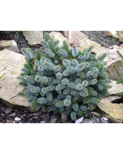 Ялина ситхінська Нана | Ель ситхинская Нана | Picea sitchensis Nana