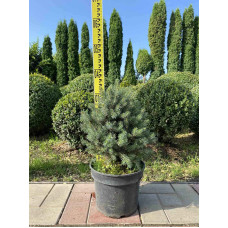 Ялина ситхінська Нана | Ель ситхинская Нана | Picea sitchensis Nana