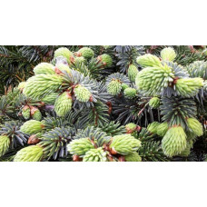 Ялина ситхінська Нана | Ель ситхинская Нана | Picea sitchensis Nana