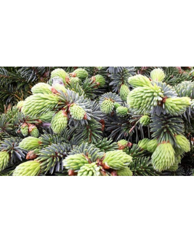 Ялина ситхінська Нана | Ель ситхинская Нана | Picea sitchensis Nana