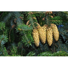 Ялина ситхінська Нана | Ель ситхинская Нана | Picea sitchensis Nana