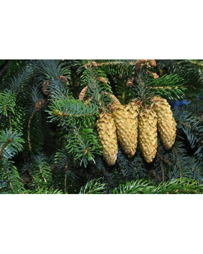 Ялина ситхінська Нана | Ель ситхинская Нана | Picea sitchensis Nana