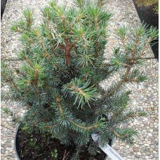 Ялина ситхінська Нана | Ель ситхинская Нана | Picea sitchensis Nana