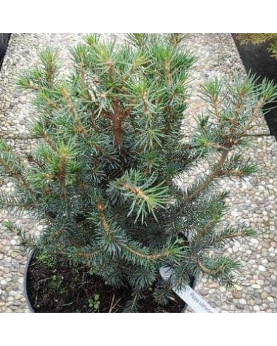 Ялина ситхінська Нана | Ель ситхинская Нана | Picea sitchensis Nana