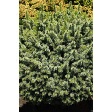 Ялина ситхінська Міджет | Picea sitchensis Midget | Ель ситхинская Миджет