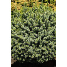 Ялина ситхінська Міджет | Picea sitchensis Midget | Ель ситхинская Миджет