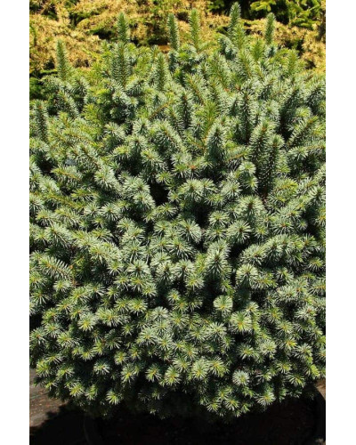 Ялина ситхінська Міджет | Picea sitchensis Midget | Ель ситхинская Миджет