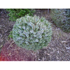 Ялина ситхінська Міджет | Picea sitchensis Midget | Ель ситхинская Миджет