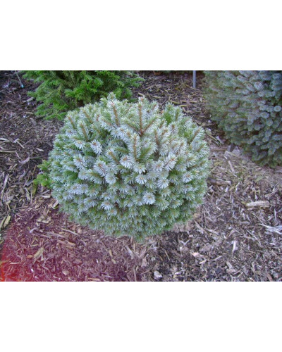 Ялина ситхінська Міджет | Picea sitchensis Midget | Ель ситхинская Миджет