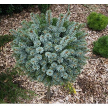 Ялина ситхінська Міджет | Picea sitchensis Midget | Ель ситхинская Миджет