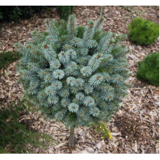 Ялина ситхінська Міджет | Picea sitchensis Midget | Ель ситхинская Миджет