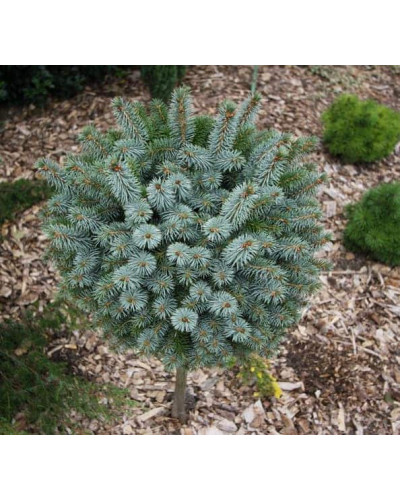 Ялина ситхінська Міджет | Picea sitchensis Midget | Ель ситхинская Миджет