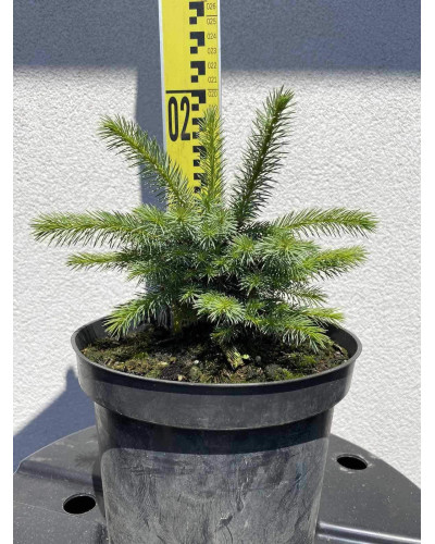 Ялина ситхінська Міджет | Picea sitchensis Midget | Ель ситхинская Миджет