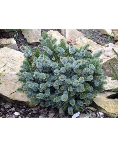Ялина ситхінська Міджет | Picea sitchensis Midget | Ель ситхинская Миджет
