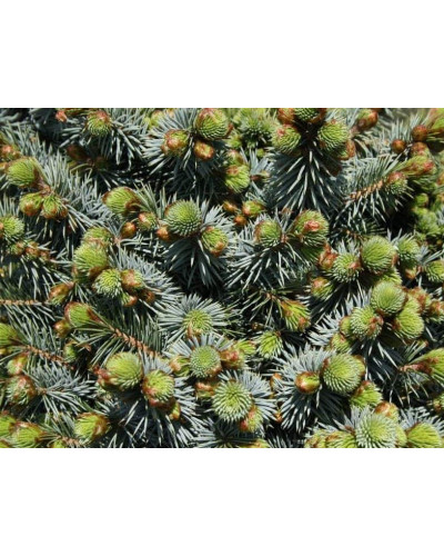 Ялина ситхінська Міджет | Picea sitchensis Midget | Ель ситхинская Миджет