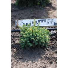 Ялина ситхінська Міджет | Picea sitchensis Midget | Ель ситхинская Миджет