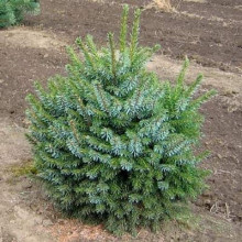 Ялина сербська Нана | Picea omorika Nana | Ель сербская Нана