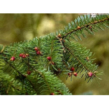 Ялина сербська Колоновидна | Picea omorika | Ель сербская Колоновидная
