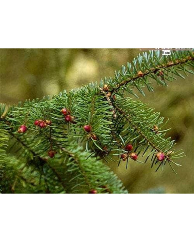 Ялина сербська Колоновидна | Picea omorika | Ель сербская Колоновидная
