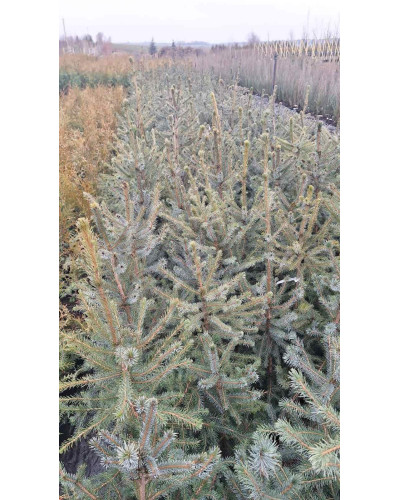 Ялина сербська Колоновидна | Picea omorika | Ель сербская Колоновидная