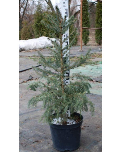Ялина сербська Колоновидна | Picea omorika | Ель сербская Колоновидная