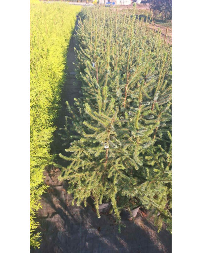 Ялина сербська Колоновидна | Picea omorika | Ель сербская Колоновидная