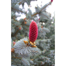 Ялина колюча Хупсі | Picea pungens Hoopsii | Ель колючая Хупси