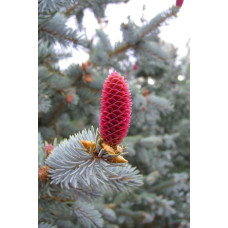 Ялина колюча Хупсі | Picea pungens Hoopsii | Ель колючая Хупси