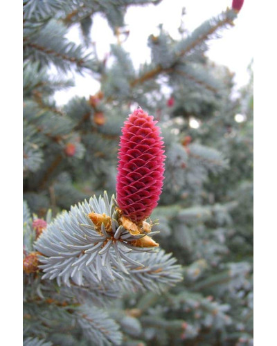 Ялина колюча Хупсі | Picea pungens Hoopsii | Ель колючая Хупси
