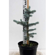 Ялина колюча Хупсі | Picea pungens Hoopsii | Ель колючая Хупси