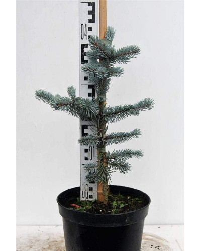 Ялина колюча Хупсі | Picea pungens Hoopsii | Ель колючая Хупси