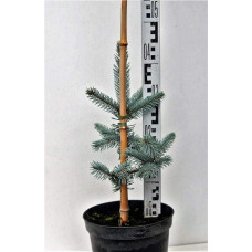 Ялина колюча Хупсі | Picea pungens Hoopsii | Ель колючая Хупси
